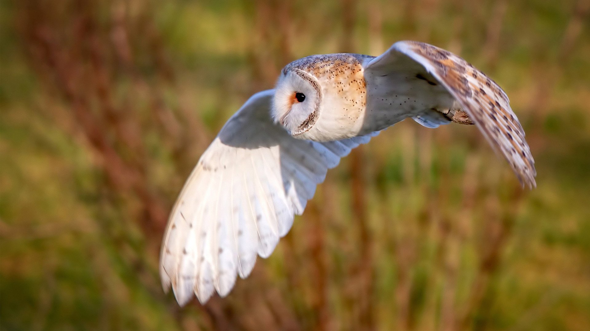 中国足球中场传控能力评估，中场传控大师