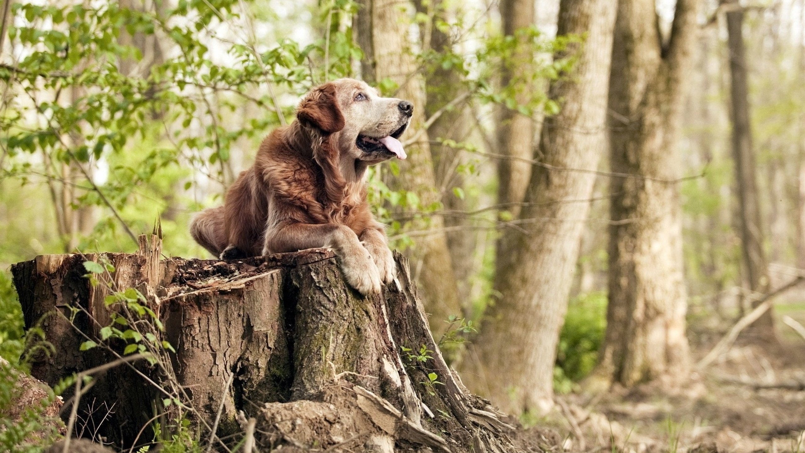 男子举重世锦赛中国队包揽前两名,男子举重赛事
