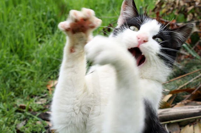 2024年混合团体世界杯：印度队如何抵挡顶级对手的攻势，2022世界杯印度