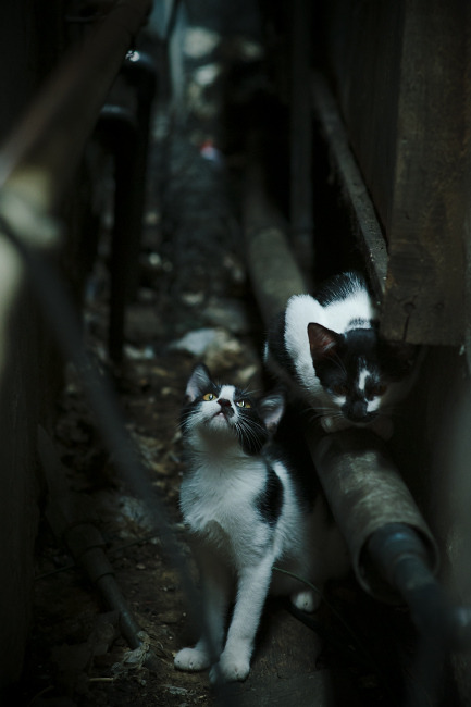 女子中长距离表现持续上扬，女子中长跑有哪些项目