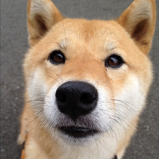 快节奏比赛中如何避免传球过多导致失误，传快球时主要用什么对传出球的高度和速度进行控制