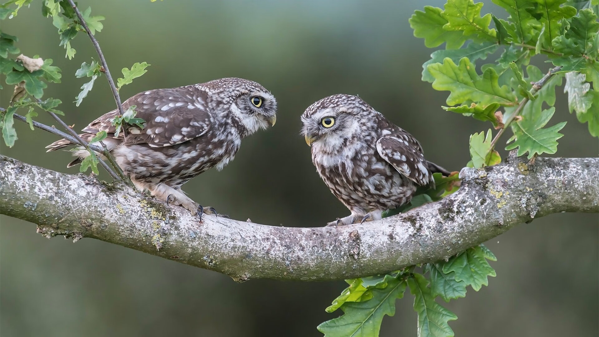 华体会登陆-边锋是否拥有比中锋更高的终结权限，边锋是否拥有比中锋更高的终结权限