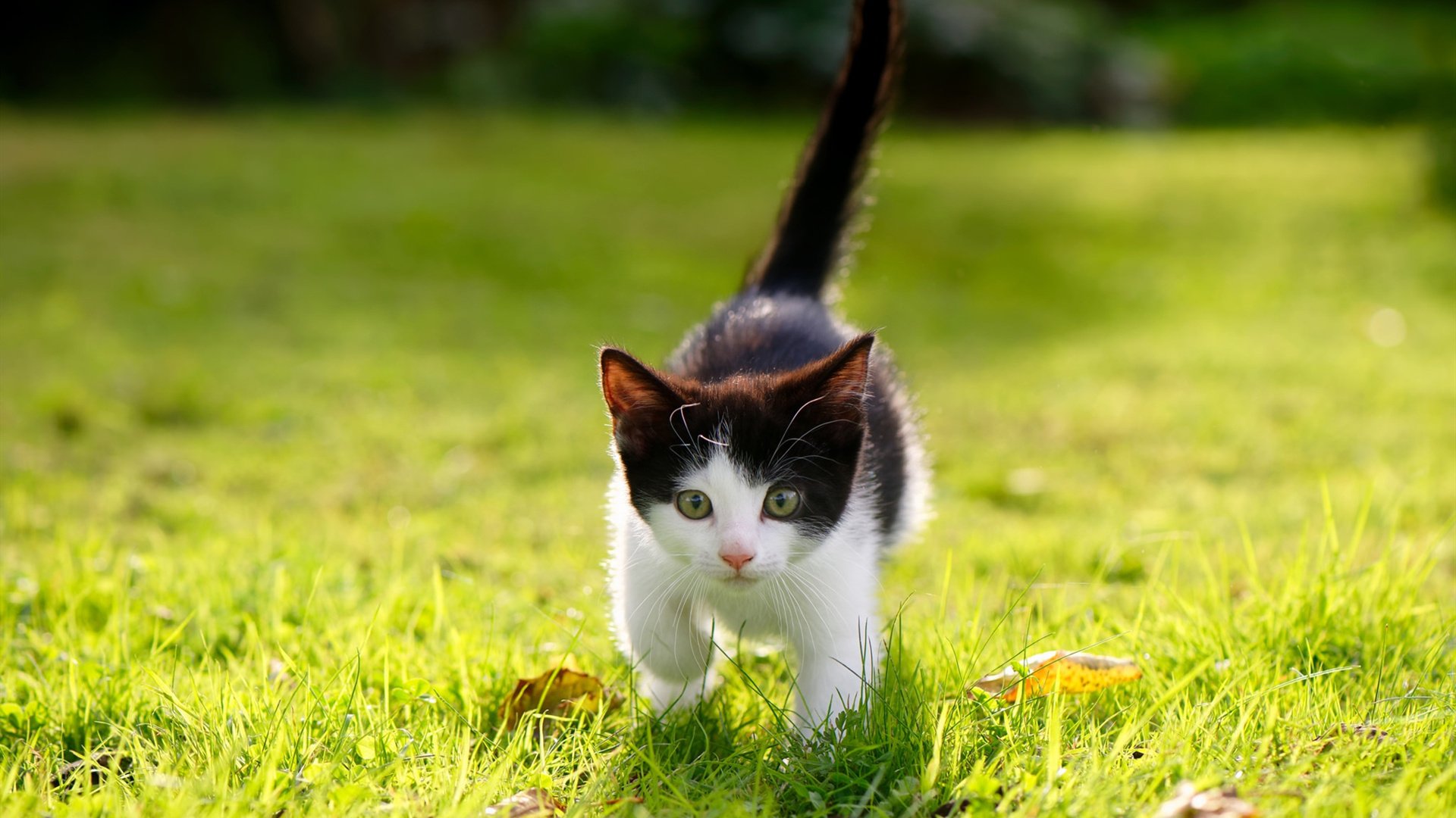 森林狼制定详细旅途恢复计划确保球员状态,森林狼现状