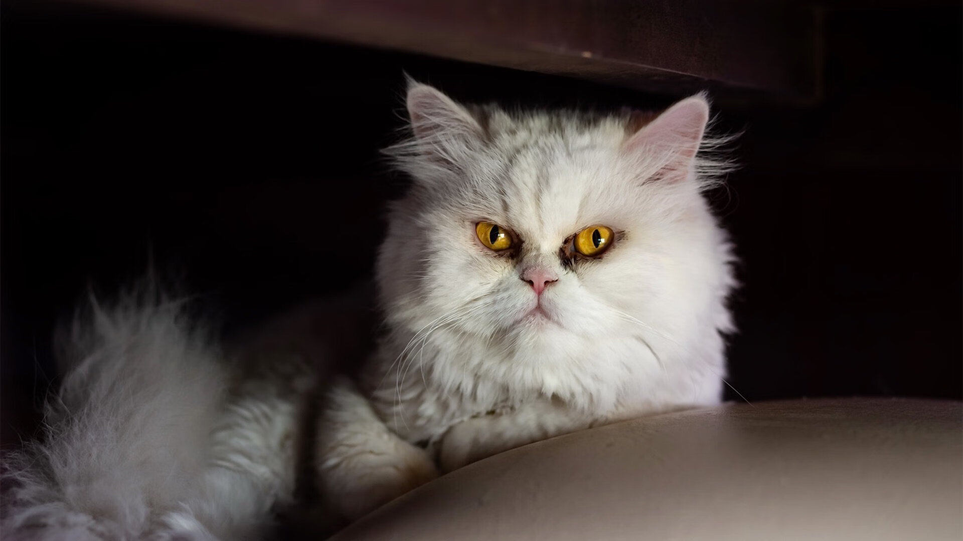 华体会登陆-赞比亚男篮在非洲预赛中拼搏不止，期待更多突破，赞比亚篮球运动员