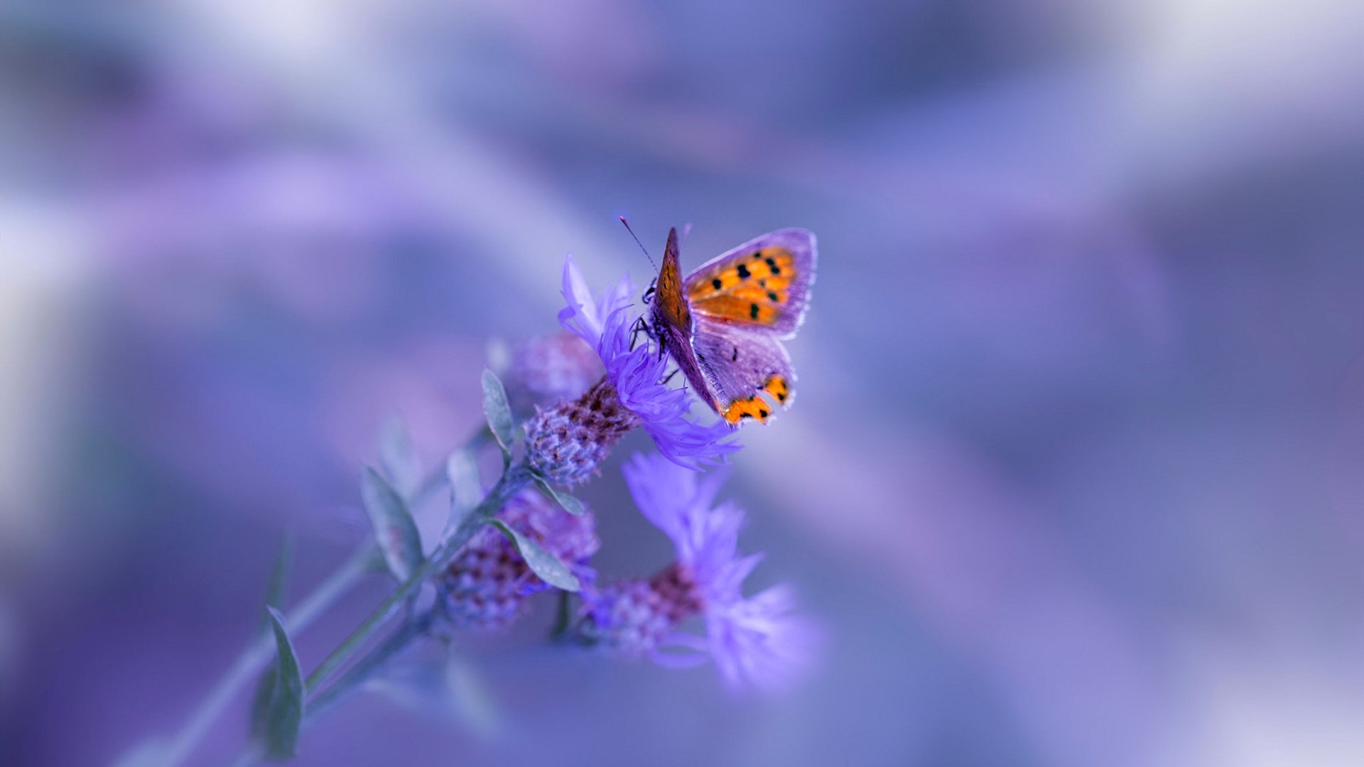 中国足球联赛开展多样化赛事主题活动,中国足球联赛开展多样化赛事主题活动有哪些