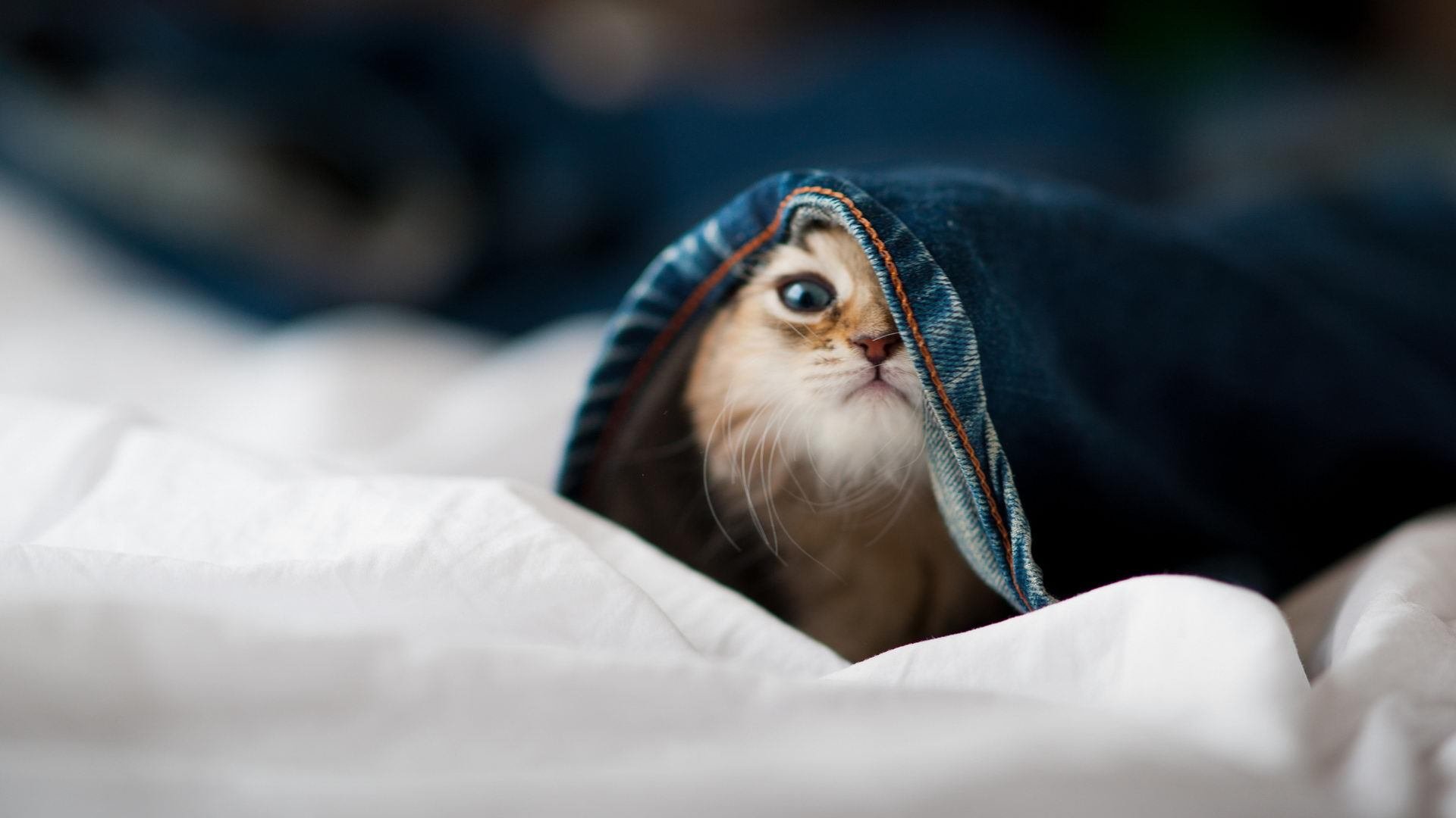 华体会-五大联赛主教练更迭潮来袭，五大联赛教练排名