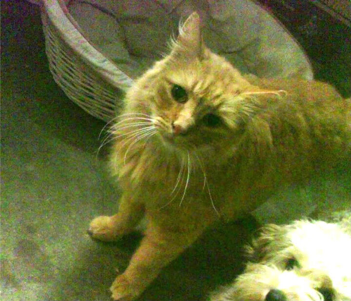 华体会app注册-五大联赛替补换人影响比赛结果逐步被量化，五大联赛转会规则