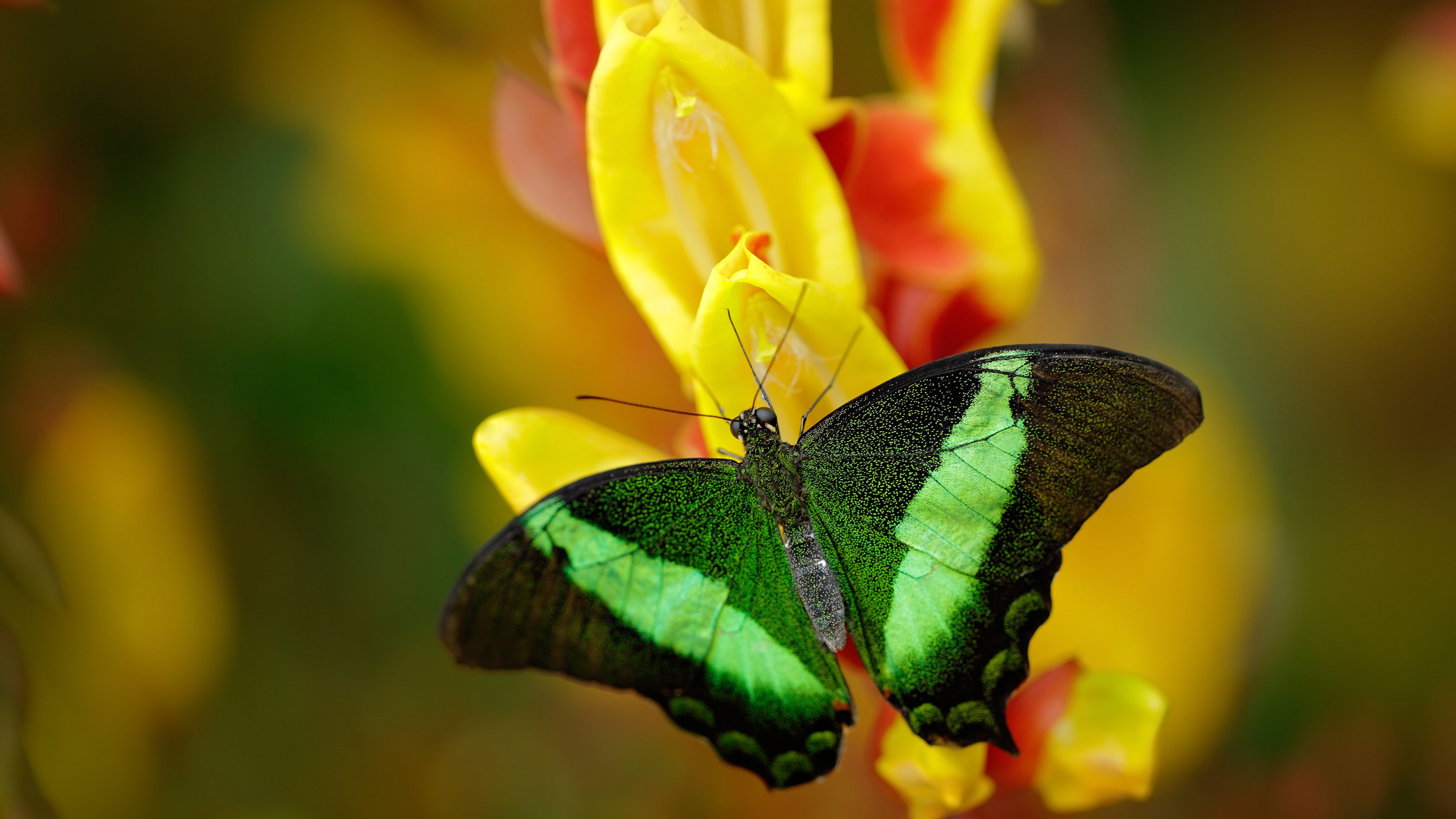 决赛精彩瞬间成为足球经典回忆，决赛精彩瞬间成为足球经典回忆的一幕